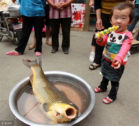 夢見魚在地上跳